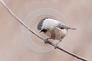 Willow tit perched on sprig