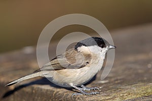 Willow Tit Poecile montanus