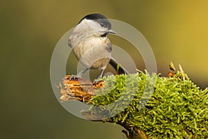 Willow Tit, Poecile montanus