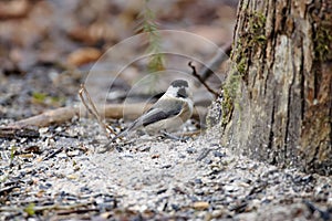 Willow tit, Poecile montanus