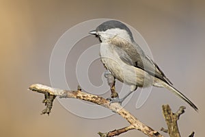 Willow Tit (Poecile montanus)