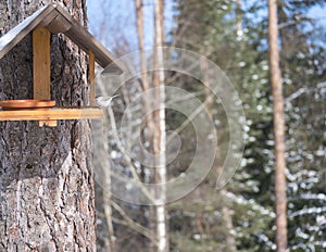 Willow tit, Poecile montanus bird perched on the bird feeder table on tree trunk with sunflower seed in beak. Snowy