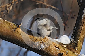 Willow tit on the frost turned into a fur glomerulus. photo