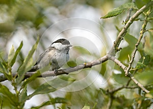 Willow tit (Poecile montanus) is a passerine bird in the tit family Paridae.