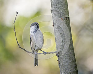 Willow tit (Poecile montanus) is a passerine bird in the tit family Paridae.