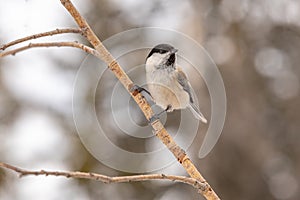 Willow tit Poecile montanus sits on a branch