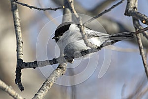 willow tit who sits on a branch on a winter