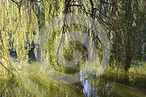 Willow tree