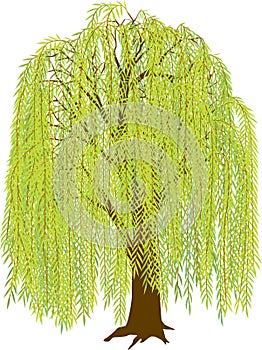 Willow Tree