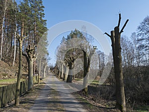 Willow tree avenue, parkway to country cemetery at small village Marenicky in luzicke hory, Lusatian Mountains, early