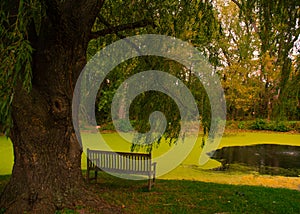 Willow Tree & Bench at the Intervale Center in Burlington