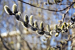 A willow tree blooms against the sky.