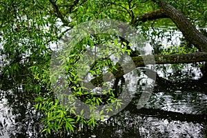Willow tree branch over water