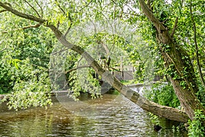 Weeping willow tree on the river bank