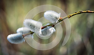 Willow tree branch in spring .