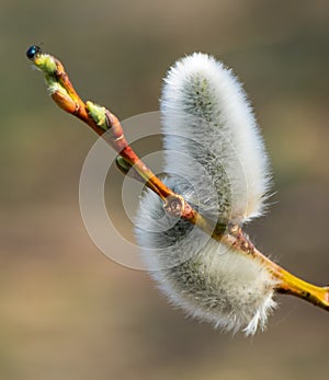 Willow tree branch in the spring .