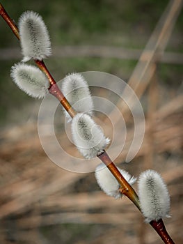 Willow tree branch in the spring .