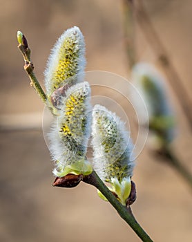 Willow tree branch in the spring .