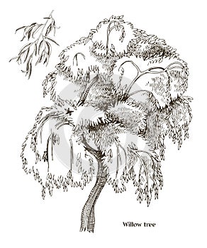 Willow tree and willow branch vector