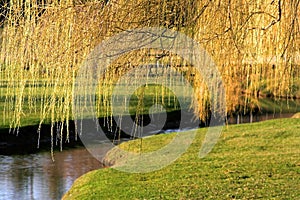 Willow tree branches