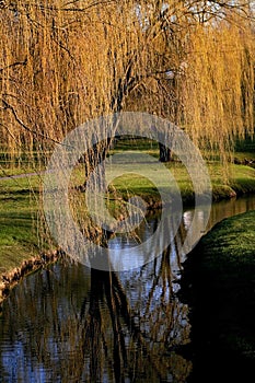 Willow tree branches