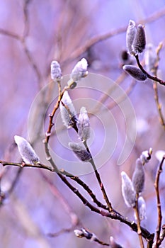 Willow tree branches