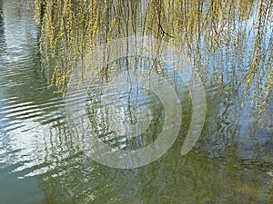 Willow tree branches with fresh leaves hanging over lake surface and reflecting in water