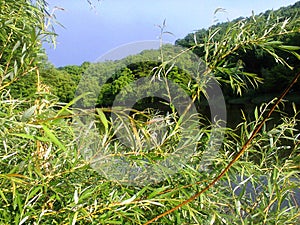 Willow tree branches hanging over the lake