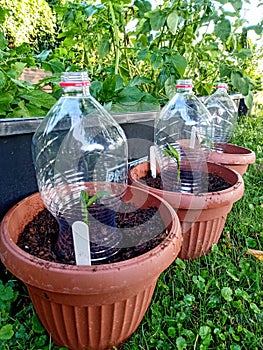 Willow tree branches rooting in pots protected by a bottle