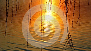 Willow tree branches swaying in the wind against the background of the setting sun.sunset over the lake,sunset over the river