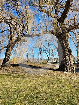 Willow Tree Bridge