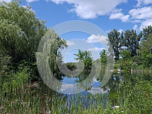 Willow tree and bullrushes surrounding a placid pond