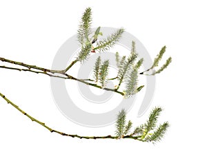 Willow tree catkins isolated on white background