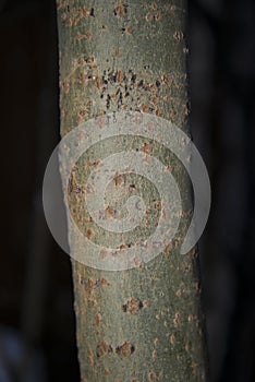 Willow tree - close up