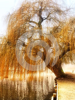 Willow tree on a cold foggy day
