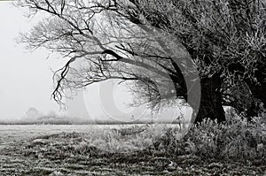 Willow tree in a cold morning