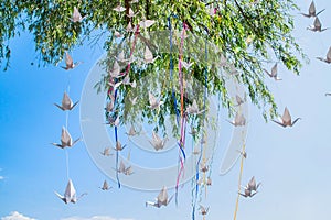 The Willow tree is decorated with handmade paper cranes and colored ribbons