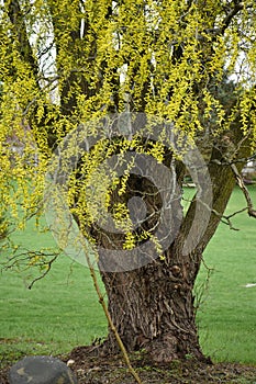 Willow Tree In Early Spring