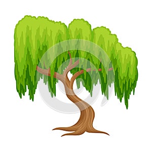 Willow Tree with Exuberant Green Foliage and Trunk Vector Illustration photo