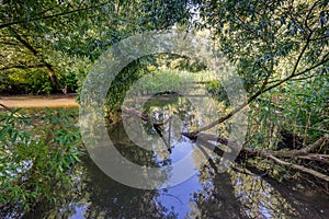 Willow tree fallen in the creek