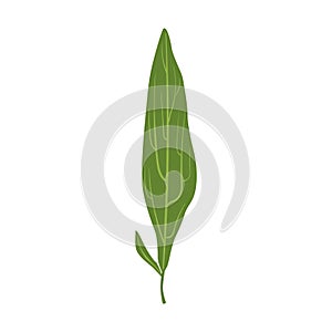 Willow tree green leaf vector Illustration