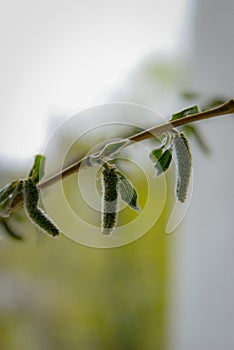 willow tree green nature flower