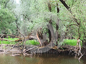 Willow tree growing on the edge of water surface in Kopacki Rit national park, Croatia