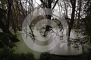 Willow tree growing in the midst of a swamp in Ryazan region of Russia.