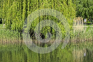 A willow tree grows on the shore of the lake