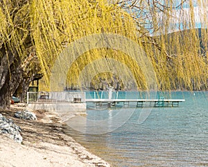 Willow tree hanging over a blue lake