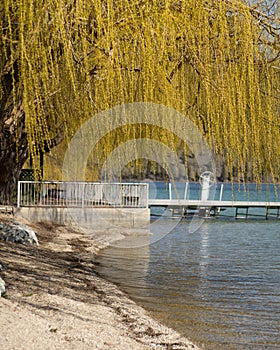 Willow tree hanging over a blue lake