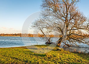 Willow tree with irregularly shaped bare branches