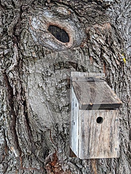 Willow Tree With Knot And Wooden Birdhouse