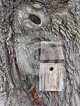 Willow Tree With Knot And Wooden Birdhouse